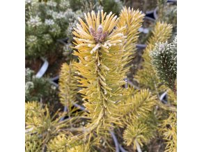 Pinus sylvestris 'Meffen Gold' - borovice lesní