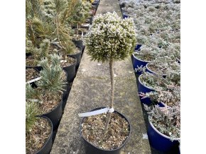 Pinus mugo 'Kleine Rozsutec' kmínek - borovice kleč