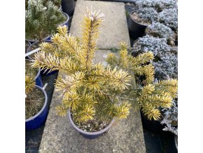 Pinus sylvestris 'Troll Aup' - borovie lesní