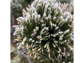 Pinus mugo 'Sherwood Compact' - borovice kleč