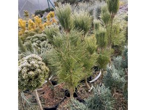 Pinus densiflora 'Fastigiata' - borovice hustokvětá
