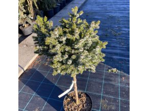 Picea omorika 'Albert' kmínek - smrk Pančičův