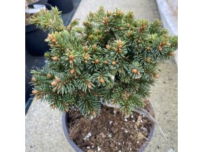 Picea abies 'Vosáhlo WB' - smrk ztepilý