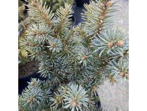 Picea pungens 'Kyle’s Beauty' - smrk pichlavý