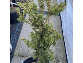 Picea abies 'Vanc zmršený' - smrk ztepilý