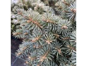 Picea pungens 'Brynek' - smrk pichlavý