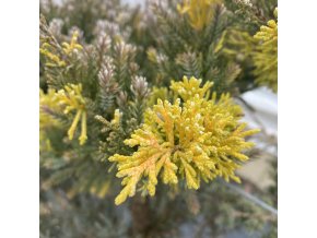 Juniperus davurica 'Aureovariegata' kmínek - jalovec davurský