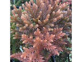 Cryptomeria japonica 'Kamasan' - kryptomérie japonská