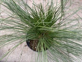 Pinus palustris - borovice bahenní