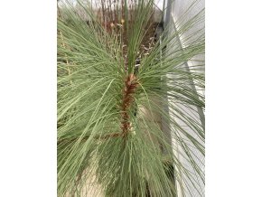 Pinus engelmannii - borovice Engelmannova