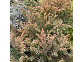 Cryptomeria japonica 'Buchiscope' - kryptomérie japonská