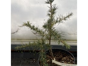 Cedrus 'Seattle Upright' - cedr