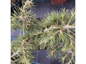 Cedrus libani 'Tenax Broom' - cedr libanonský