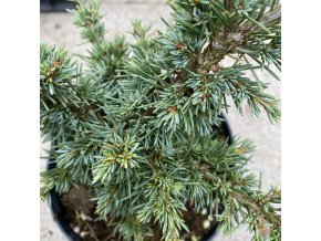 Cedrus libani 'Blue Mountain' - cedr libanonský
