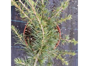 Cedrus libani 'Rockery Gem' - cedr libanonský