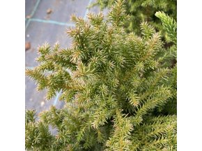 Cryptomeria japonica 'Little Sonya' - kryptomérie japonská