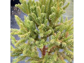Cryptomeria japonica 'Jindai Liam' - kryptomérie japonská