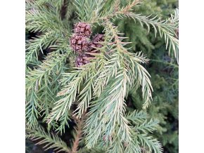 Cryptomeria japonica 'Hungarian Gold' - kryptomérie japonská