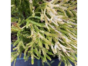 Thujopsis dolabrata 'Solar Flare' - zeravinec japonský