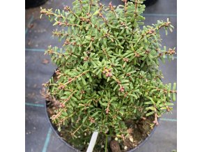 Tsuga canadensis 'Green Ball' - jedlovec kanadský