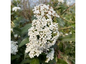 Viburnum tinus 'Eva Price' - kalina modroplodá