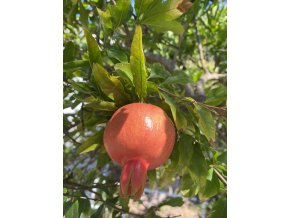 Punica granatum 'Wonderful' - granátové jablko