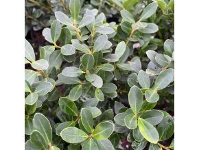 Ilex crenata 'Green Hedge' - cesmína vroubkovaná