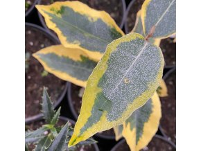 Elaeagnus x ebbingei 'Gilt Edge' - hlošina Ebbingeova