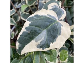 Hedera canariensis 'Variegata' - břečťan