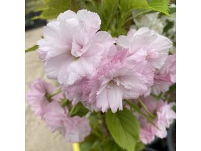 Prunus 'Candy Flos' - slivoň okrasná