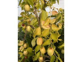 Ziziphus jujuba 'Sugar Cane' - cicimek