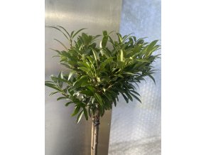 Prunus laurocerasus 'Sofie' kmínek - bobkovišeň lékařská