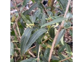 Lonicera standishii 'Budaest' - zimolez Standishův