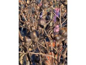 Lagerstroemia 'Pink Velour' - pukol