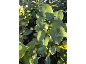 Camellia japonica 'Tramonto' - kamélie japonská