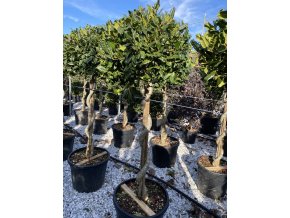 Ilex mutchagara 'Nellie r stevens' kmínek spirála - cesmína