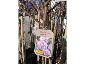 Rosa 'Pacific Blue' kmínek - růže mnohokvětá