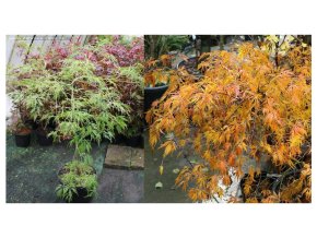 Acer palmatum 'Dissectum Viridis' kmínek - javor dlanitolitý