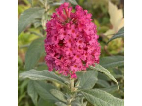 Buddleja davidii 'Butterly Candy'® - komule Davidova