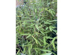 Fargesia nitida 'Gansu' - bambus fargésie