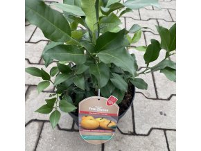 Citrus 'Yuzu' - Citrus asijský