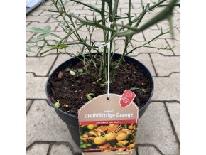 Citrus 'Bitterorange' - Pomerančovník hořký