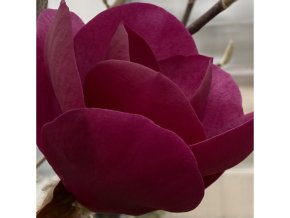 Magnolia 'Black Tulip'® kmínek - magnólie / šácholan