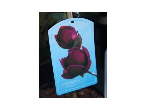 Magnolia 'Genie' kmínek - magnólie / šácholan