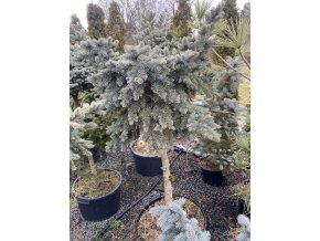Picea pungens 'Blue Pearl' kmínek - smrk pichlavý