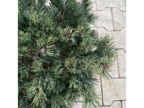 Pinus parviflora 'Linda' - borovice drobnokvětá