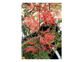 Acer palmatum 'Firecracker' kmínek - javor dlanitolistý