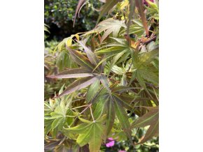 Acer palmatum 'Pixie' kmínek - javor dlanitolitý