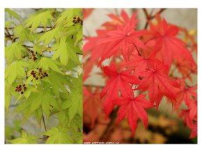 Acer shirasawanum 'Jordan' kmínek - javor japonský