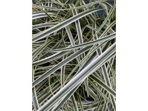 Carex 'Feather Falls'® - ostřice